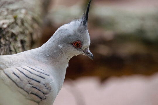 Portrait of a Crested Pigeon