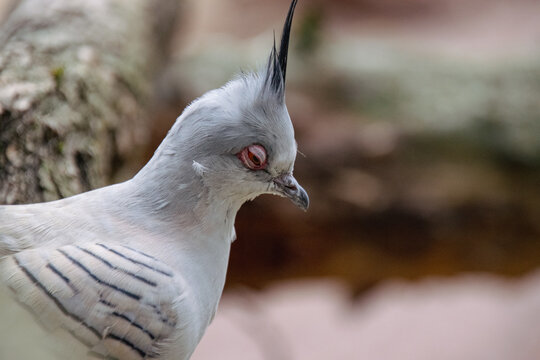 Portrait of a Crested Pigeon