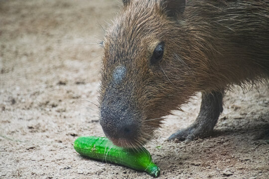 Close up of a Capybara