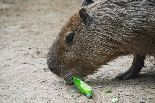 Close up of a Capybara