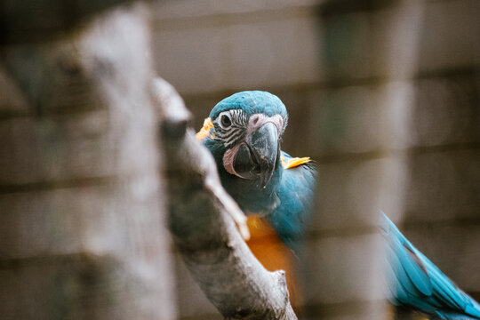 Close-up of a Blue-Throated Macaw