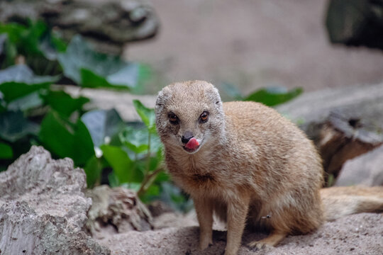 Portrait of a Yellow Mongoose