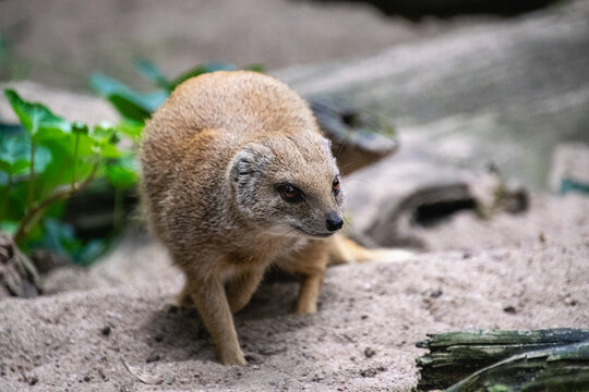 Portrait of a Yellow Mongoose