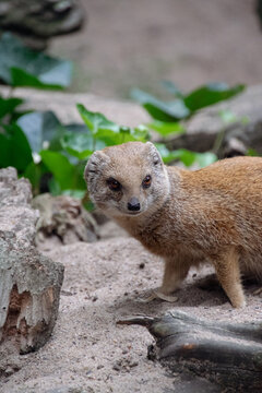 Portrait of a Yellow Mongoose