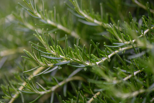 Rosemary Rosmarinus officinalis perennial evergreen shrub Lamiaceae family close up
