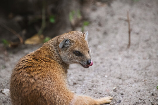 Portrait of a Yellow Mongoose