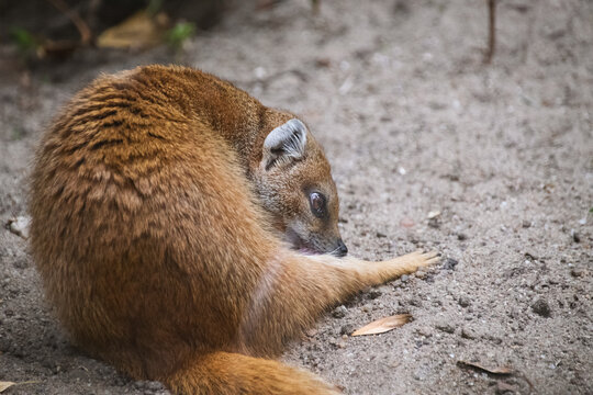 Portrait of a Yellow Mongoose