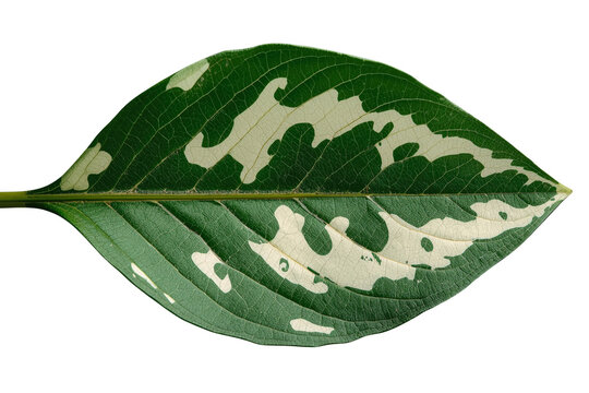 Dark green variegated leaf with cream patches