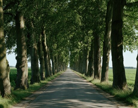 A sun-dappled avenue of tall trees lines a long, straight road into the distance