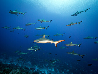 Obraz premium School of sharks in blue ocean