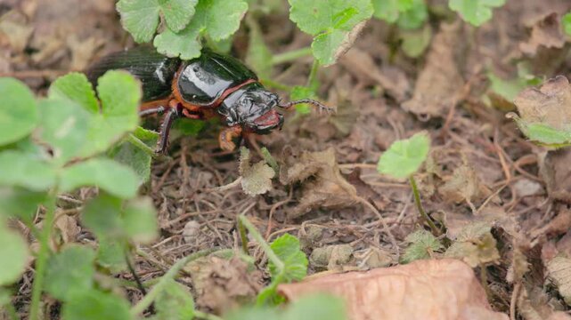 A bess beetle crawling with effort across the soil, in a garden in the eastern Andean mountains of central Colombia, near the Iguaque natural reserve.