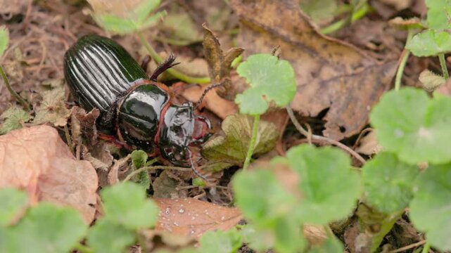 A bess beetle crawling with effort across the soil, in a garden in the eastern Andean mountains of central Colombia, near the Iguaque natural reserve.