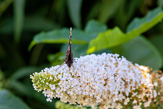 Schmetterling von vorne