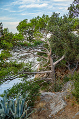 Fototapeta premium A rugged coastal landscape featuring a gnarled tree with lush green foliage over a rocky outcrop