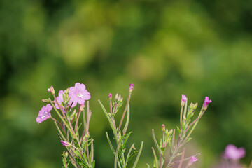 Obraz premium Delicate purple wildflowers in bloom with buds and slender stems, set against a soft green bokeh background in natural summer light.