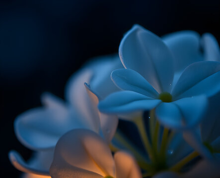 Fleurs bleues d&eacute;licates en gros plan sur fond sombre avec effet bokeh dor&eacute;, ambiance myst&eacute;rieuse et artistique en macro photographie