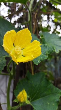 Bright yellow Wax Gourd (Benincasa hispida) flower and bud on green vine