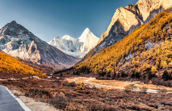 Snow Capped Yangmaiyong Mountain Peak Rising Above Vibrant Autumn Forest Valley and Winding Pathway in Yading