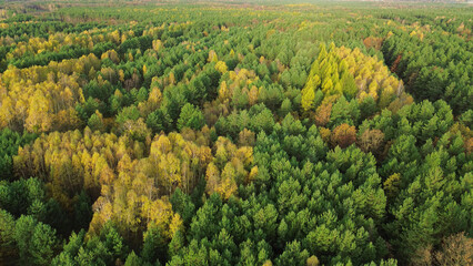 Vast woodland with seasonal color change © AlexGo