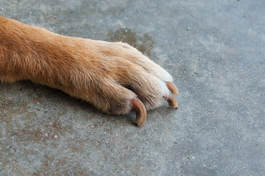 Dog paw with long untrimmed claws lying on concrete floor indoors