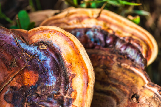 Reishi Mushroom Surface Texture Featuring Vibrant Orange and Red Growth Patterns