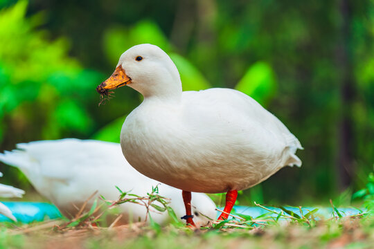 White ducks living on lush green field in rural garden countryside farm