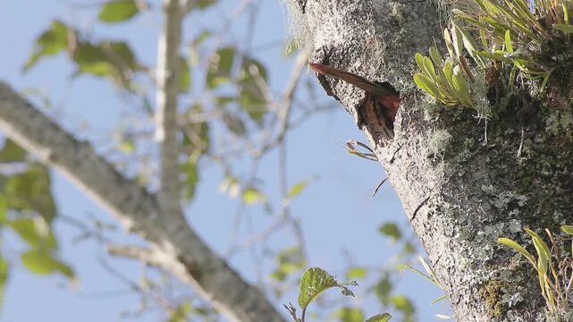 A southern emerald toucanet arrives and enters its nest, carved in an old alder tree