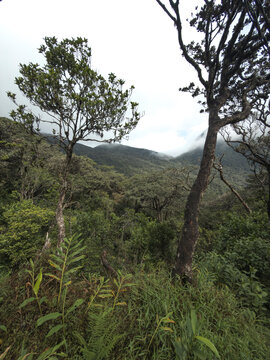 Mountain forest and misty highland vegetation along the Sri Pada trail
