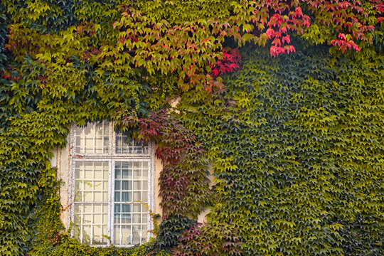 Old white wooden window on a historic building facade covered with colorful ivy leaves during autumn season in Vienna, Austria