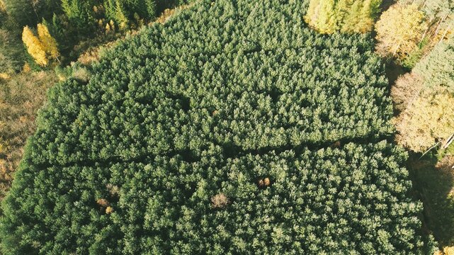 Sustainable forestry management showing young plants in rows