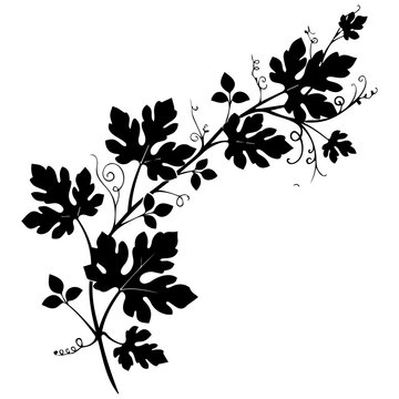 Grape vine leaves with tendrils black silhouette vector art for wine making.