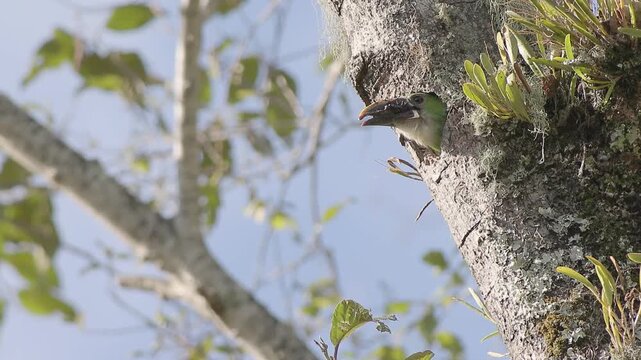 A southern emerald toucanet leaves its nest, carved in an old alder tree