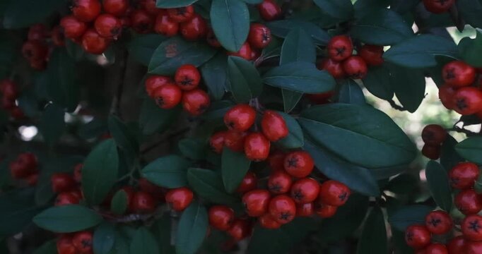 Bright red Pyracantha berries sway on green branches under the autumn sun in a garden.