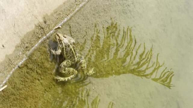 Wild Indian frog floating motionless in shallow murky pond water, amphibian wildlife close-up 4K B-roll