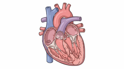 Obraz premium Human Heart Anatomy 2d white background no text