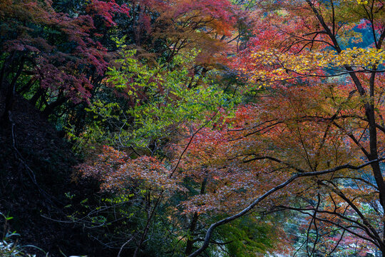 【京都】八瀬もみじの小径に広がる鮮やかな紅葉と散策路の風景 / 【Kyoto】Vibrant Autumn Leaves and Walking Path at Yase Momiji Path