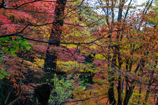 【京都】八瀬もみじの小径に広がる鮮やかな紅葉と散策路の風景 / 【Kyoto】Vibrant Autumn Leaves and Walking Path at Yase Momiji Path