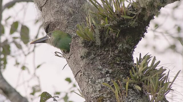 A southern emerald toucanet leaves its nest, carved in an old alder tree