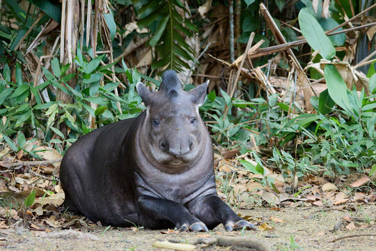 Tapir liegt und schaut in die Kamera mit Wald im Hintergrund