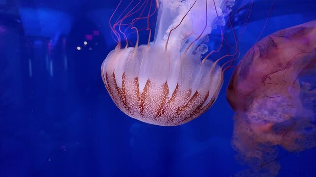 Pacific sea nettle jellyfish swimming in kreisel tank at Delicate Drifters gallery in North Carolina Aquarium on Roanoke Island, Manteo.