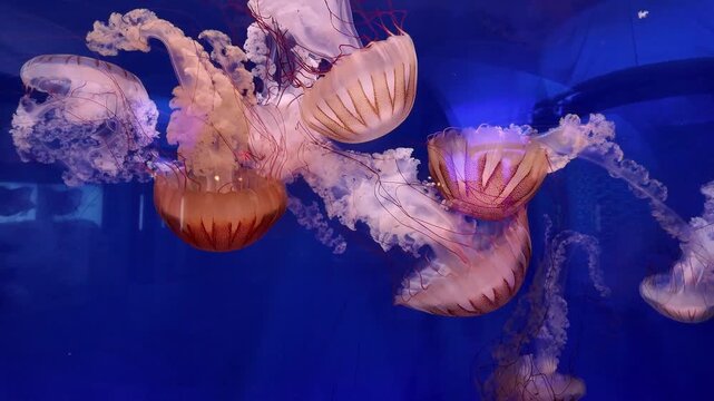 Pacific sea nettle jellyfish swimming in kreisel tank at Delicate Drifters gallery in North Carolina Aquarium on Roanoke Island, Manteo.