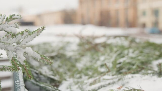 Close viewpoint of evergreen branches loaded with fresh snow resting inside green outdoor container; visible accumulation compresses and sags foliage while scattered snow granules cling to needles