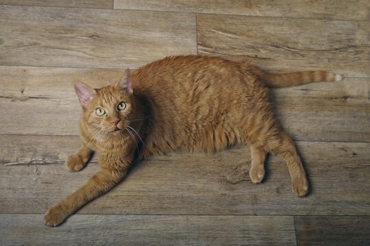 Cute ginger cat lying on the floor and looking up. High angle view with selective focus.	