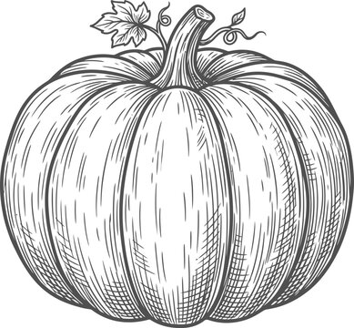 Hand drawn vintage engraving illustration of a whole pumpkin with stem