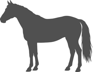 Fototapeta premium Dark grey vector silhouette of a standing horse isolated on transparent background