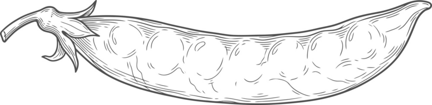 Single pea pod with peas vintage engraving style vector illustration isolated