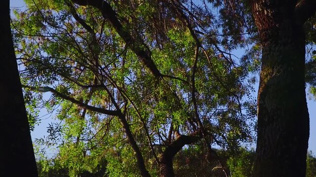 Cinematic low-angle movement of dense tree branches and golden summer light