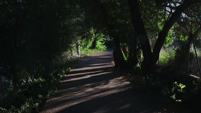 Forward movement along a shaded forest trail in late afternoon sunlight