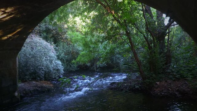 A serene river scene with dense green foliage and a vintage bridge over the water