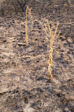 Burnt embankment, Dry vegetation growing in scorched earth after wildfire.